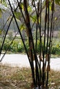 Cluster of Black bamboos (Phyllostachys nigra) in a garden : (pix SShukla) Royalty Free Stock Photo