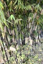 Cluster of Black bamboos (Phyllostachys nigra) in a garden : (pix SShukla) Royalty Free Stock Photo