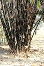 Cluster of Black bamboos (Phyllostachys nigra) in a garden : (pix SShukla) Royalty Free Stock Photo