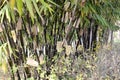 Cluster of Black bamboos (Phyllostachys nigra) in a garden : (pix SShukla) Royalty Free Stock Photo