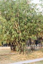 Cluster of Black bamboos (Phyllostachys nigra) in a garden : (pix SShukla) Royalty Free Stock Photo