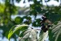 Cluster of black chokeberries on the shrub