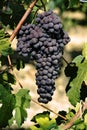 Cluster of black grape Royalty Free Stock Photo