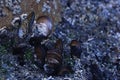 Cluster Of Black Mussels On Coastal Rock Mollusca bivalvia Royalty Free Stock Photo