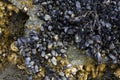 Cluster of Black Mussels and Large Barnicals Royalty Free Stock Photo