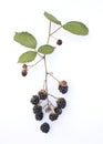 Cluster of Blackberries on White Background Royalty Free Stock Photo