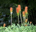 Cluster of Blooming Anthurium Gracile Plant Royalty Free Stock Photo