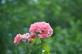 Cluster of Blooming Pink Roses in a Rose Bush