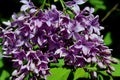 Cluster of blooming purple lilac blossoms Royalty Free Stock Photo