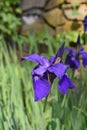 Cluster of Blooming Purple Siberian Iris Flowers Royalty Free Stock Photo