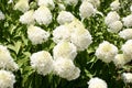 Cluster of Blooming White Annabelle Flowers