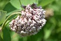 Cluster of Blossoms on a Milkweed Flower