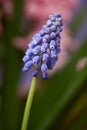 A cluster of blue Grape Hyacinth Blossoms Royalty Free Stock Photo