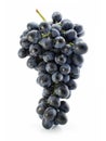 Cluster of blue grape isolated