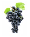 Cluster of blue grape isolated