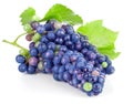 Cluster blue grapes with green leaf Royalty Free Stock Photo