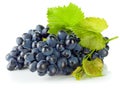 Cluster blue grapes with green leaf Royalty Free Stock Photo
