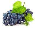 Cluster blue grapes with green leaf Royalty Free Stock Photo