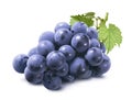 Cluster of blue grapes with leaves isolated on white background. Bunch of dark berries