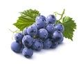 Cluster of blue grapes with leaves isolated on white background Royalty Free Stock Photo