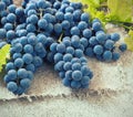 Cluster of Blue Grapes on Old Wooden Background Toned Image