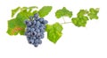 Cluster of blue grapes on the vine with leaves Royalty Free Stock Photo