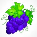 Cluster blue grapes on white Royalty Free Stock Photo