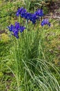 Cluster of blue iris flowers Royalty Free Stock Photo