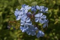 Blue Plumbago Flowers