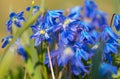 Cluster of blue siberian squill flowers, scilla siberica, shining in the sun