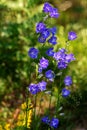 Cluster of Bluebell or Campanula persicifolia