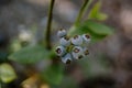 Cluster of blueberries growing on the bush