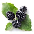 a bunch of blackberries with green leaves on a white background Royalty Free Stock Photo