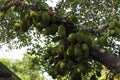 Cluster of breadfruits on the tree