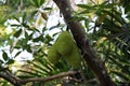 Cluster of breadfruits on the tree