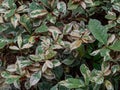 A cluster of Breynia Disticha leaves at a public park