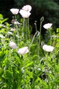 Cluster of Brialliantly-White Poppies in the Green Garden