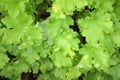 A cluster of bright green Hairy Alumroot or Coralbells Royalty Free Stock Photo