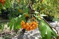 Cluster of bright orange berries of rowan