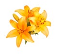 Cluster of bright orange lily flowers isolated