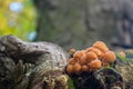 Bright orange poisonous fungi Hypholoma fasciculare, known as the sulphur tuft or clustered woodlover growing on gray tree trunk