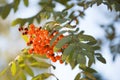 A cluster of bright orange-red rowan berries