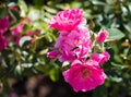 Cluster of bright pink roses Royalty Free Stock Photo