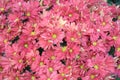 A cluster of bright red Florists chrysanthemum flowers in the wild