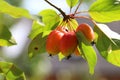 A cluster of crab apples, Malus \'John Downie\' growing on a crab apple tree in early Autumn, Shropshire, England. Royalty Free Stock Photo