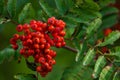 Cluster of bright red rowan berries on a branch with green leaves Royalty Free Stock Photo