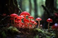 a cluster of bright red toadstools on a mossy forest floor