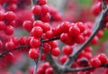 Cluster of bright red Winterberry Holly `Maryland Beauty`