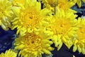 Cluster of Bright Yellow Chrysanthemum Flowers Royalty Free Stock Photo