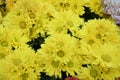 A cluster of bright yellow Indian chrysanthemum flowers in the wild Royalty Free Stock Photo